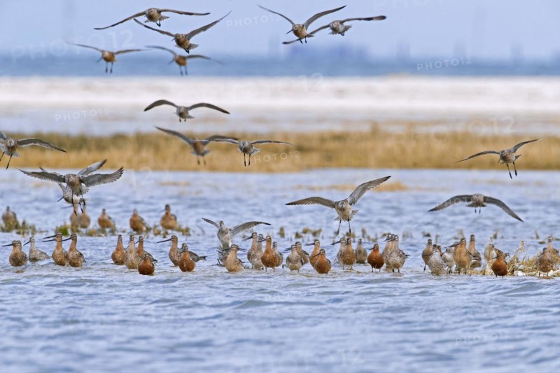Bar-tailed godwits