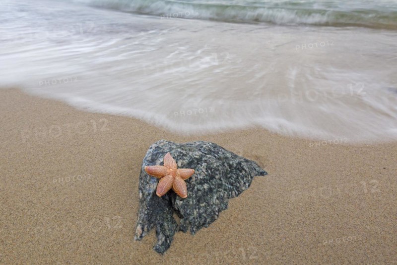 Dead common starfish