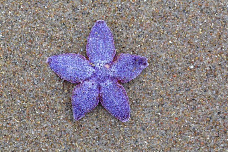 Dead purple common starfish