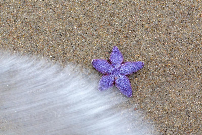 Dead purple common starfish