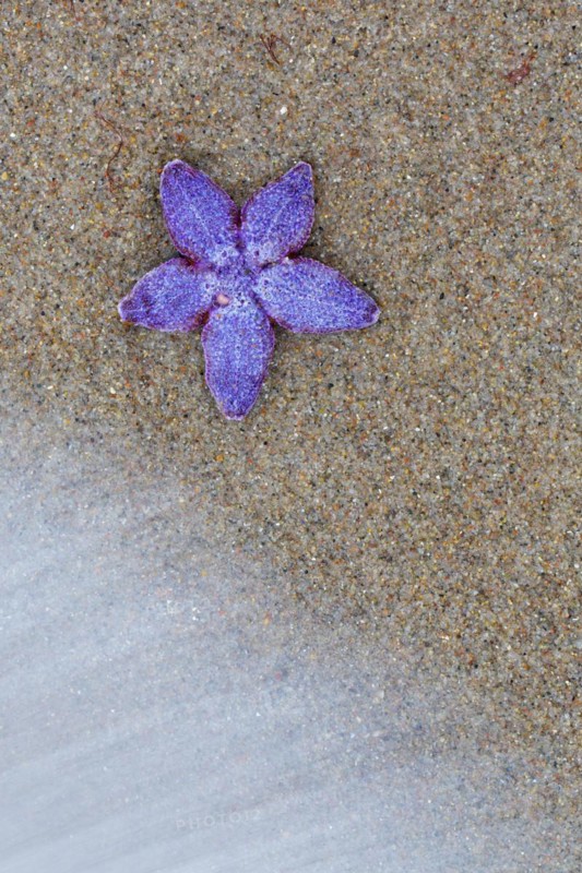 Dead purple common starfish