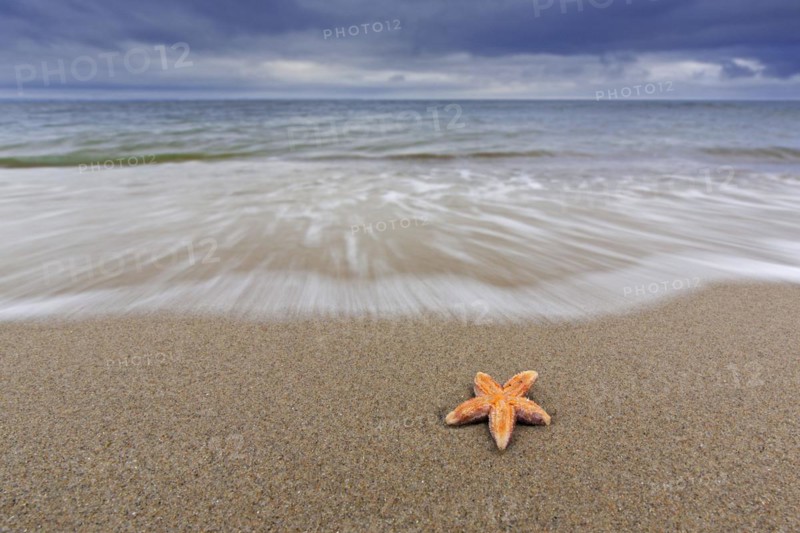 Dead common starfish
