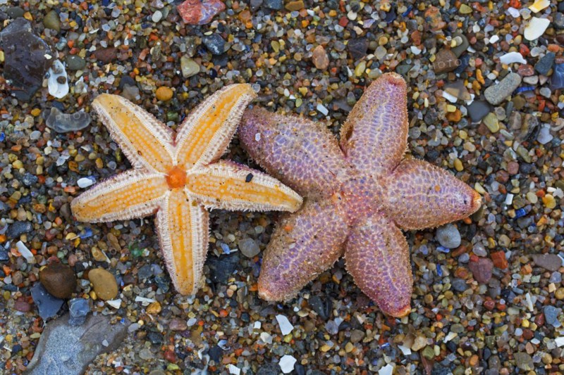 Dead common starfishes