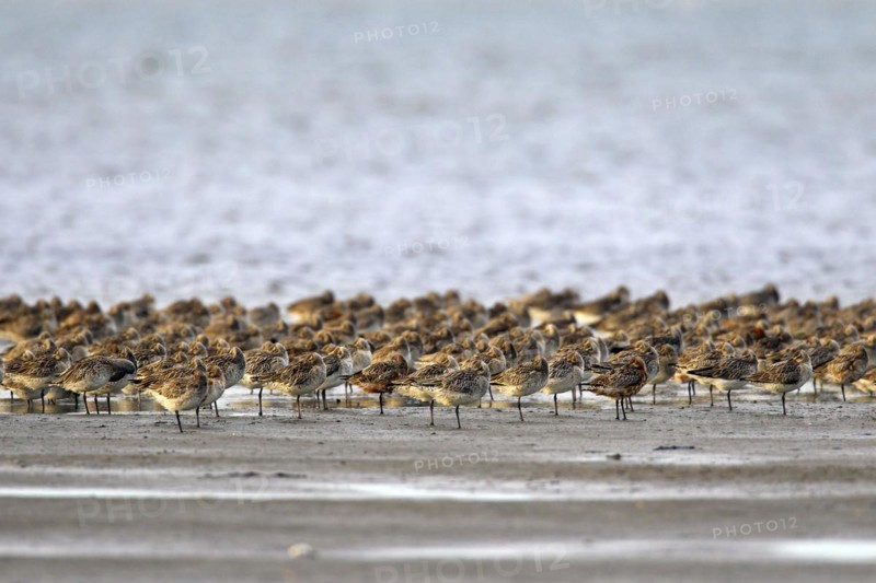 Bar-tailed Godwit