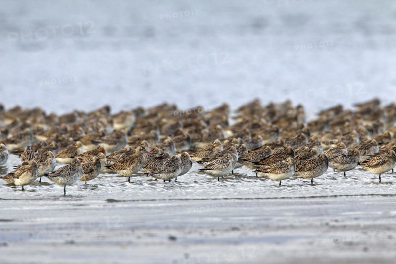Bar-tailed Godwit