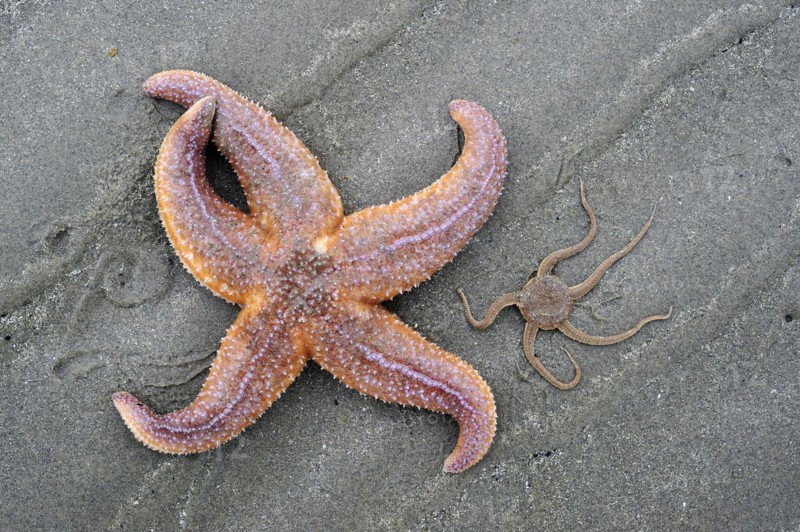 Common starfish