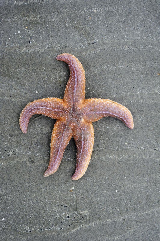 Common starfish