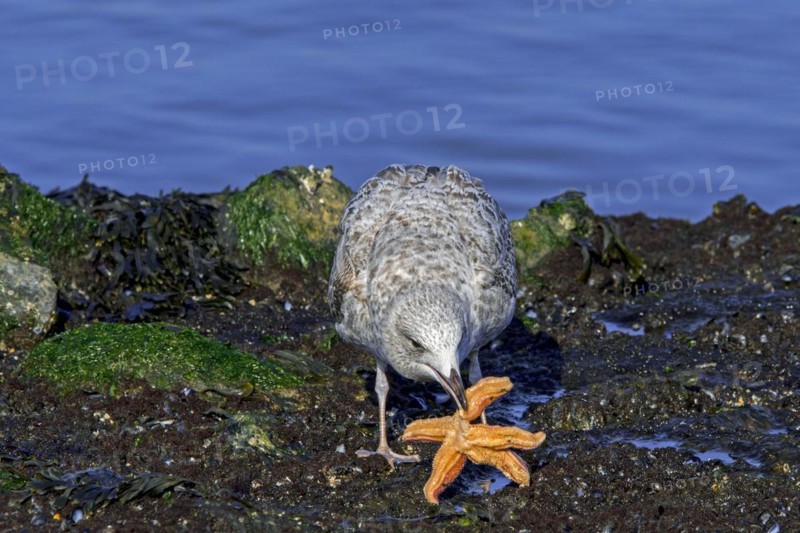European herring gull