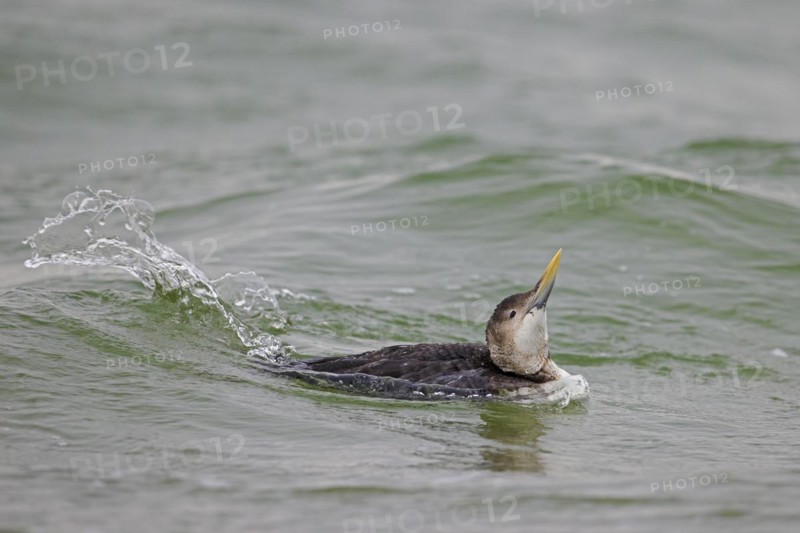 Yellow-billed loon