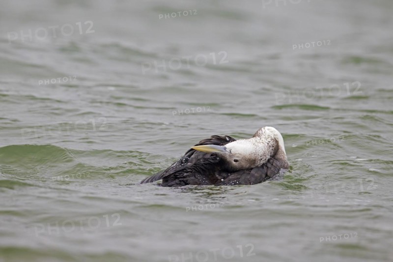 Yellow-billed loon