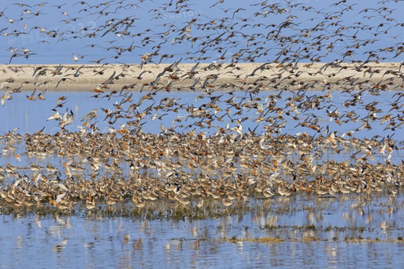 Flock of bar-tailed godwits