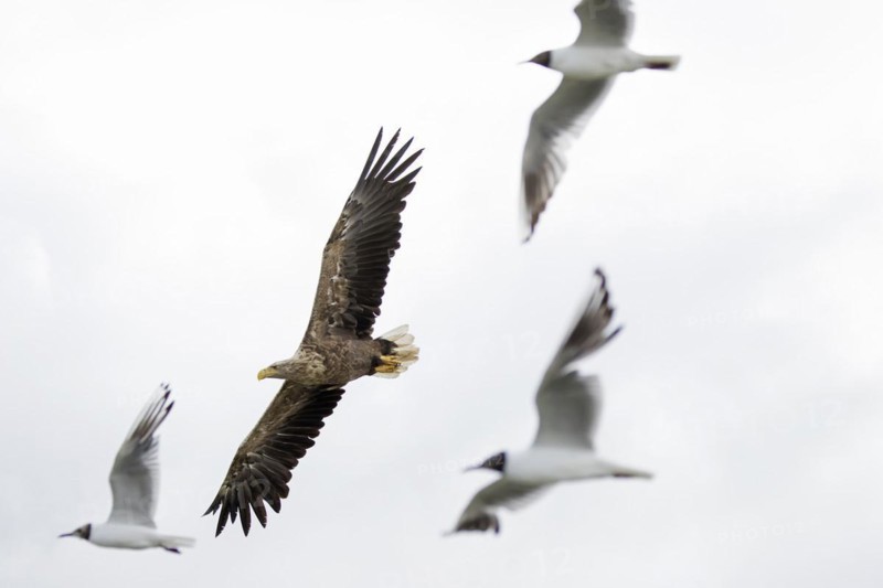 White-tailed eagle