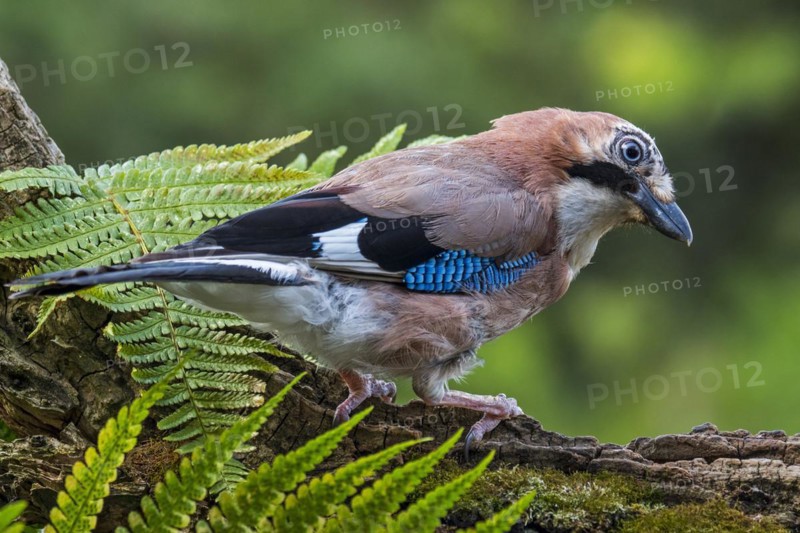 Juvenile Eurasian jay