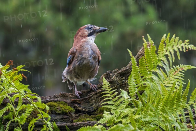 Eurasian jay