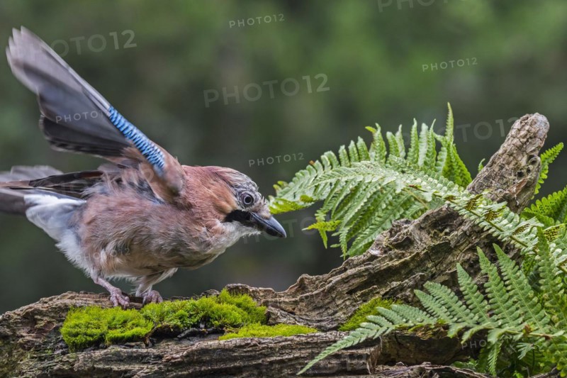 Eurasian jay