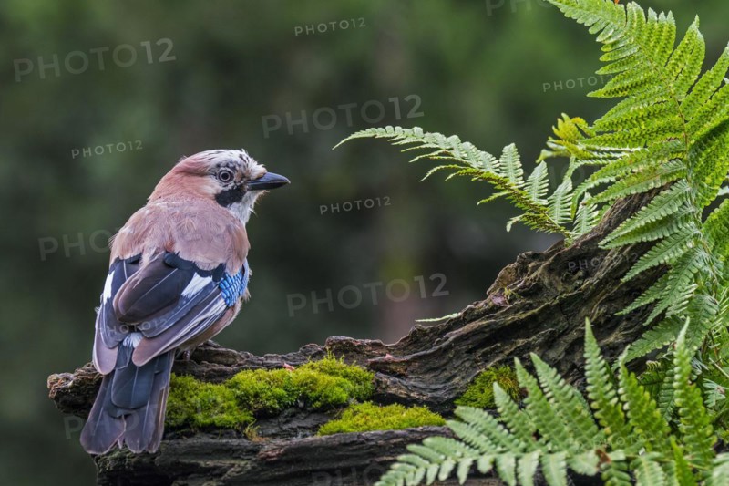 Eurasian jay