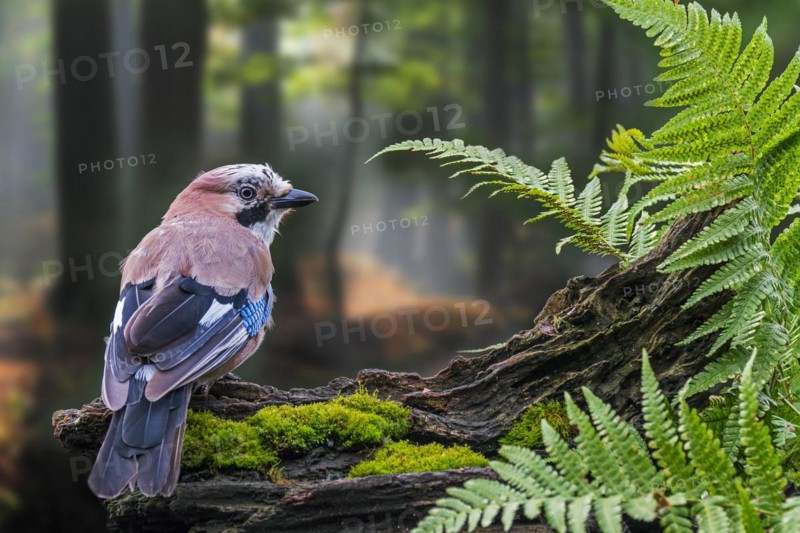 Eurasian jay