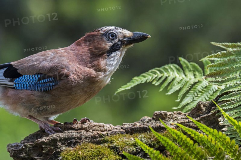 Eurasian jay