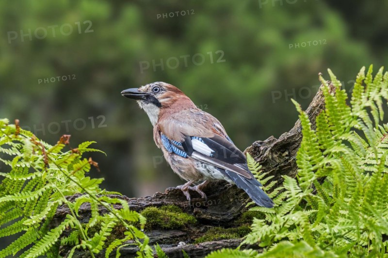 Eurasian jay