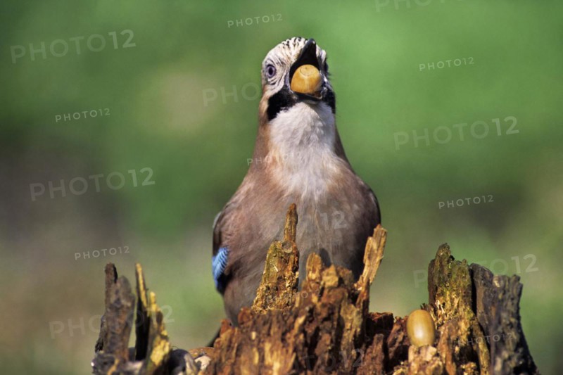 Eurasian Jay