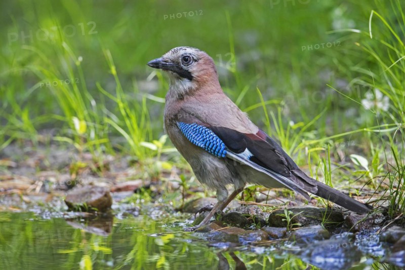 Eurasian jay