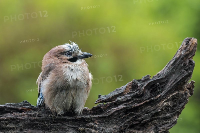 Soaking wet Eurasian jay