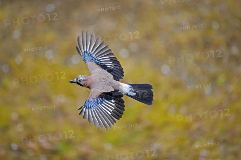 Eurasian jay