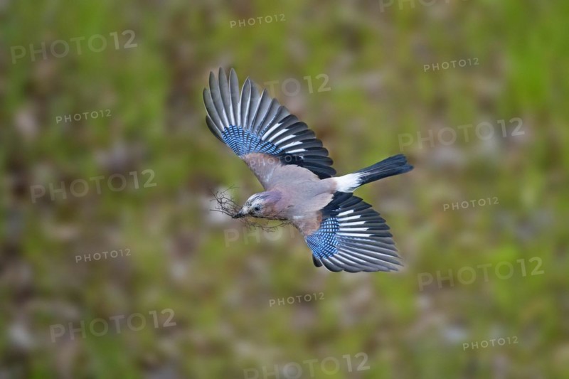 Eurasian jay