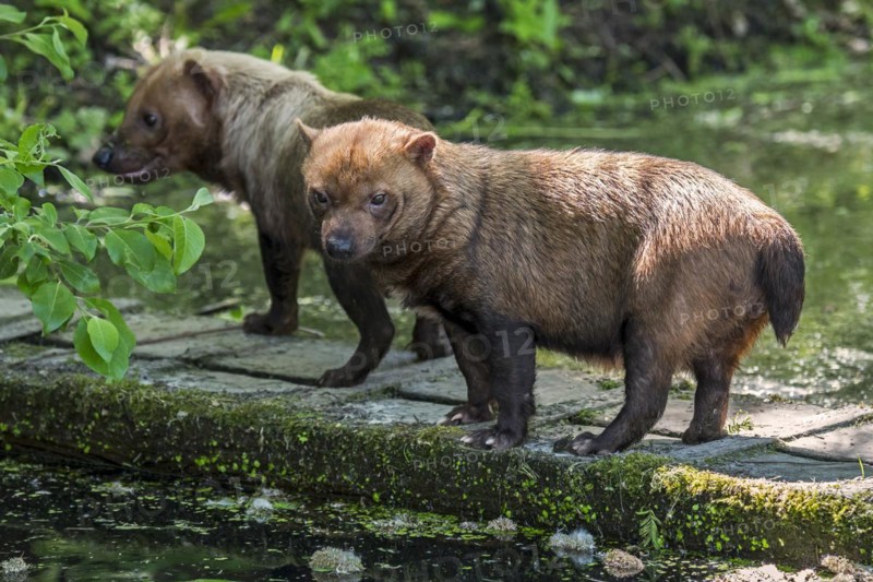 Two bush dogs