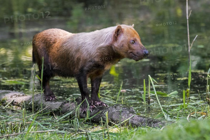 Bush dog