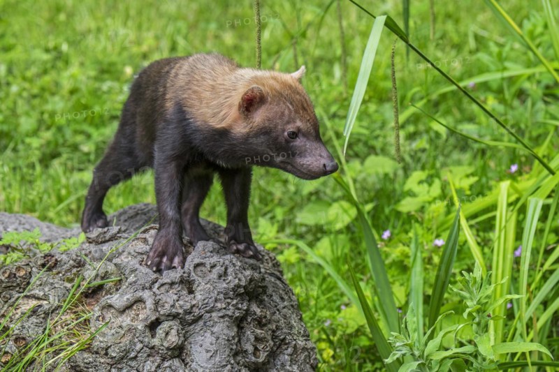 Bush dog