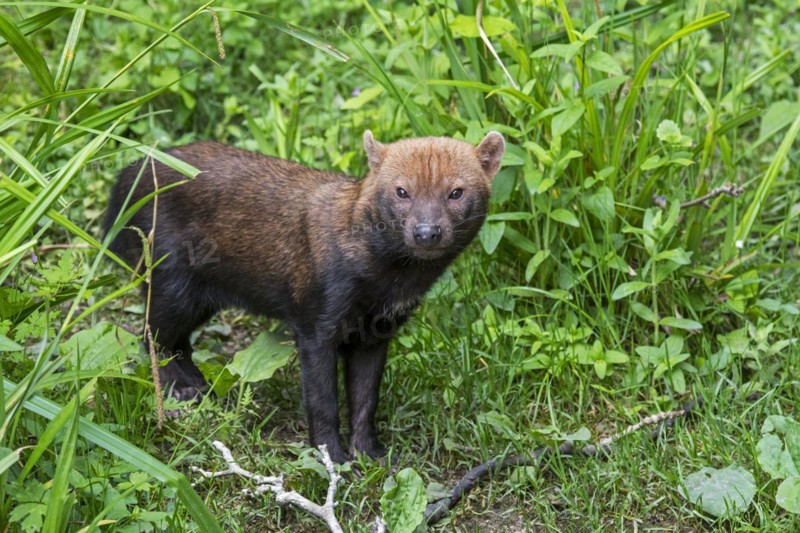 Bush dog
