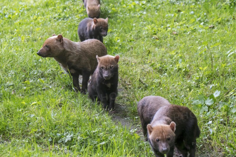 Bush dog