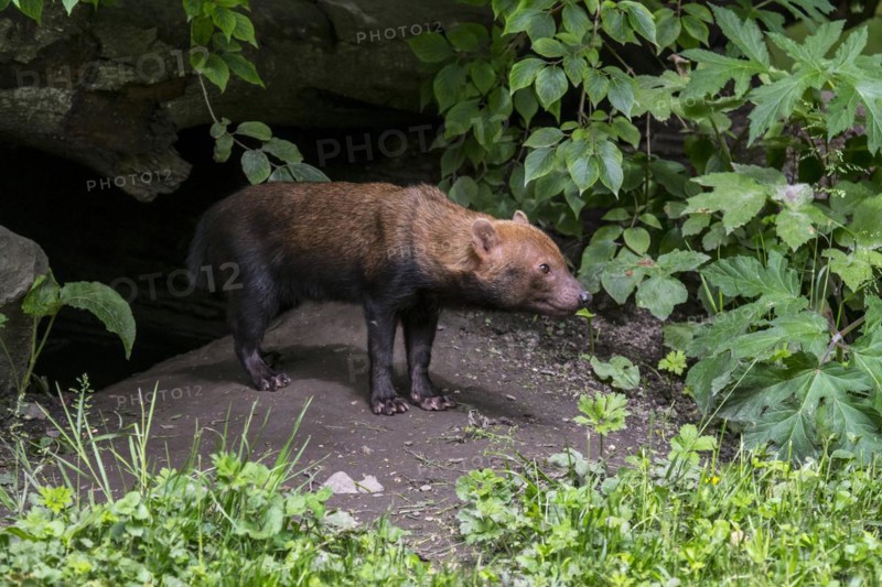 Bush dog