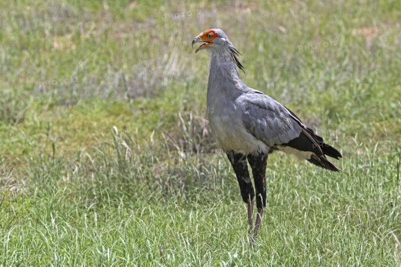 Secretarybird