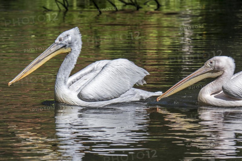 Dalmatian pelican