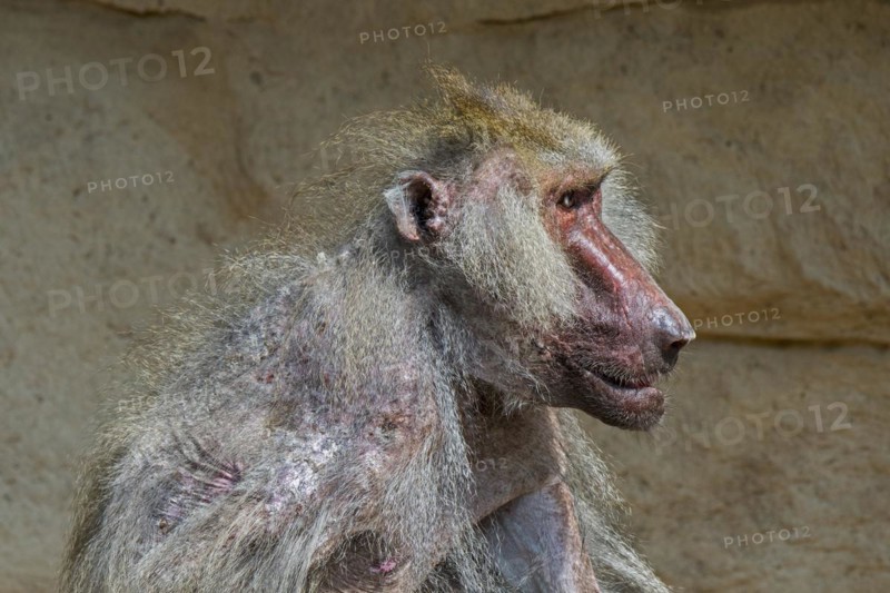 Scruffy old hamadryas baboon