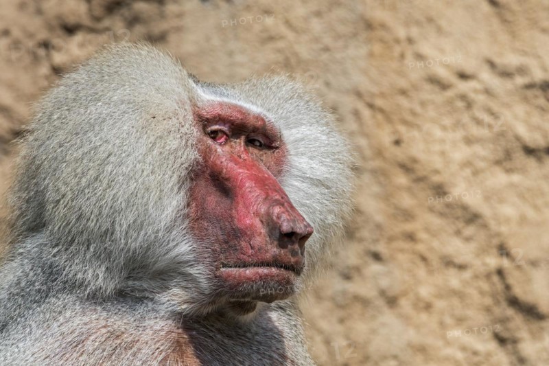 Hamadryas baboon