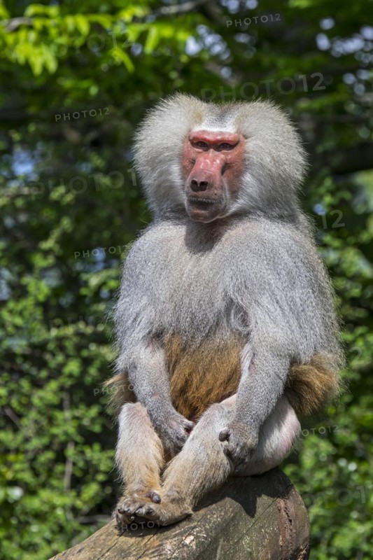 Hamadryas baboon