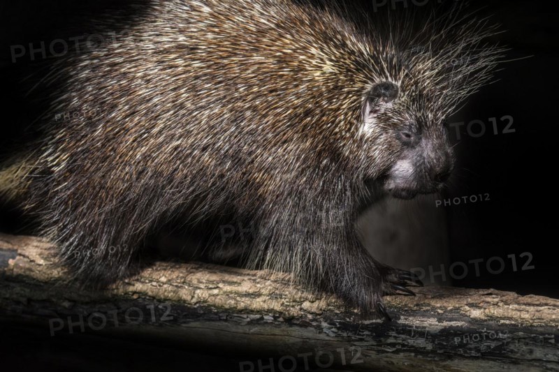 North American porcupine