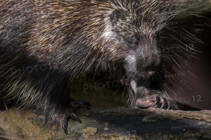 North American porcupine