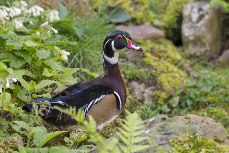 Wood duck