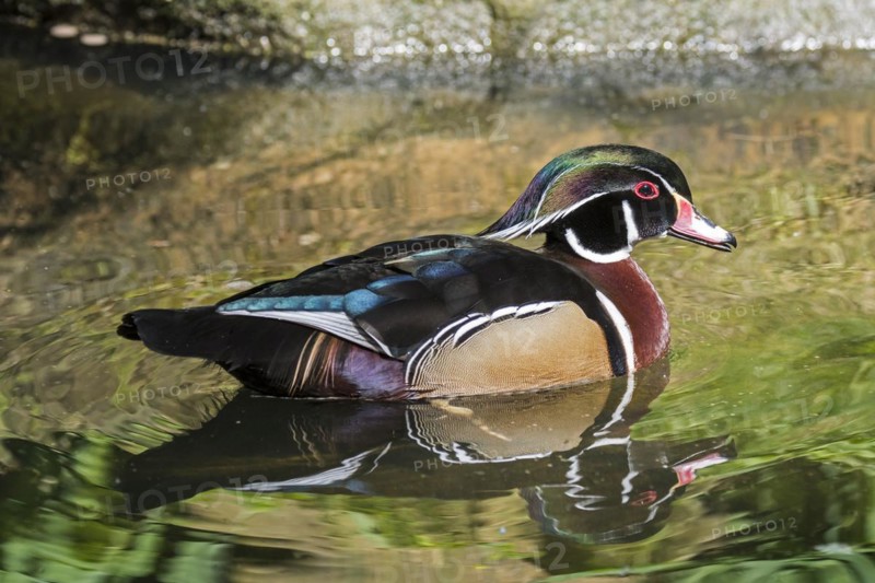 Wood duck