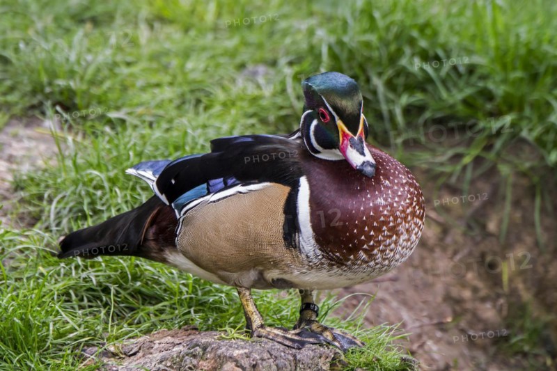 Wood duck