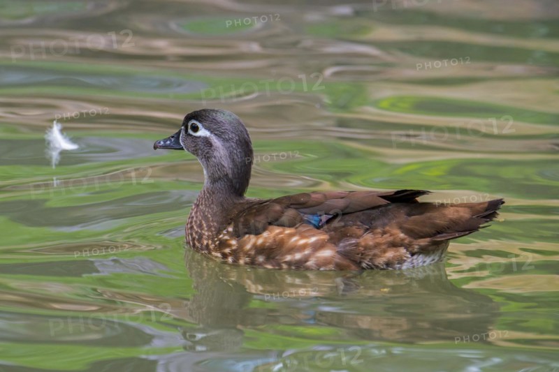 Wood duck