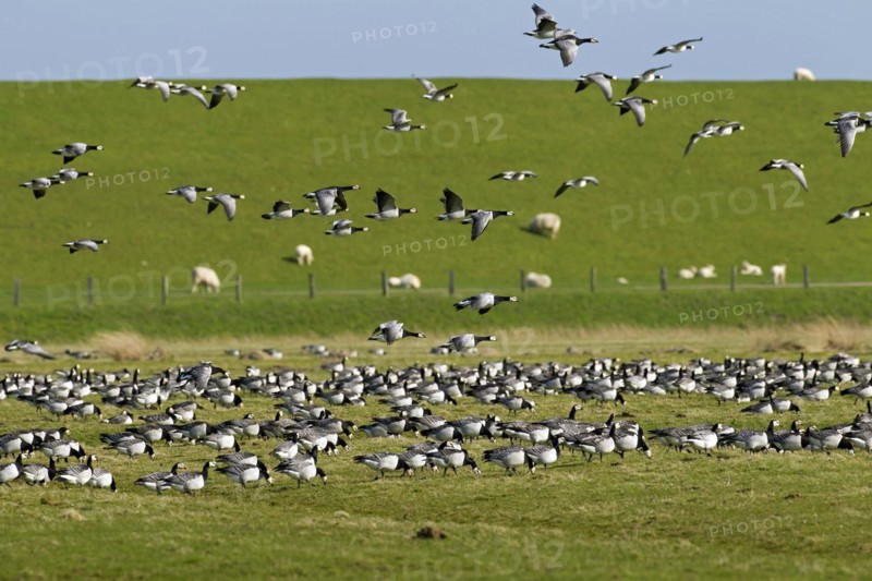 Flock of Barnacle Geese