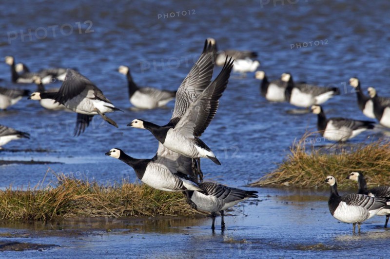 Flock of Barnacle Geese