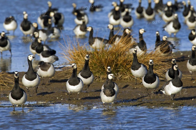 Flock of Barnacle Geese