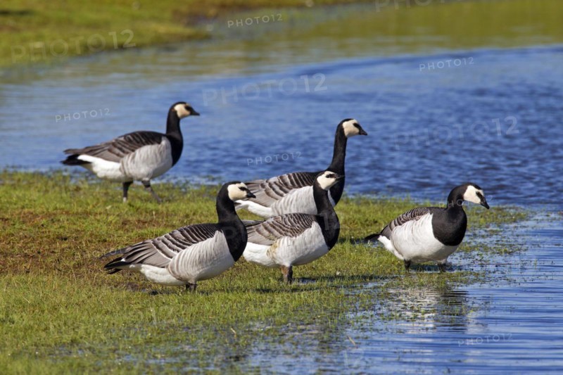Flock of Barnacle Geese