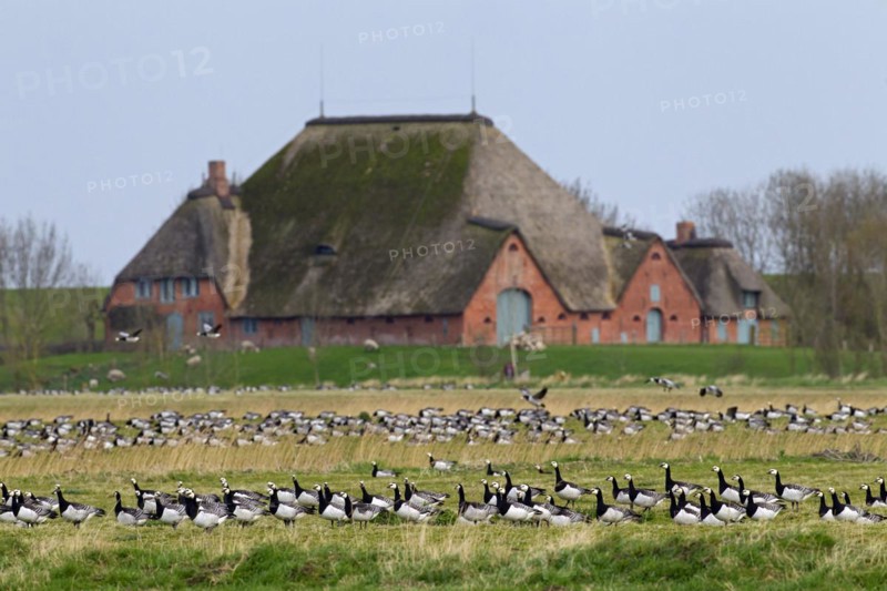 Flock of Barnacle Geese